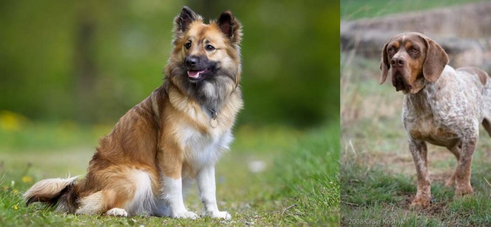 Spanish Pointer vs Icelandic Sheepdog - Breed Comparison