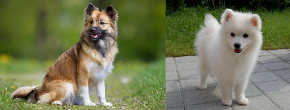 Spitz vs Icelandic Sheepdog - Breed Comparison
