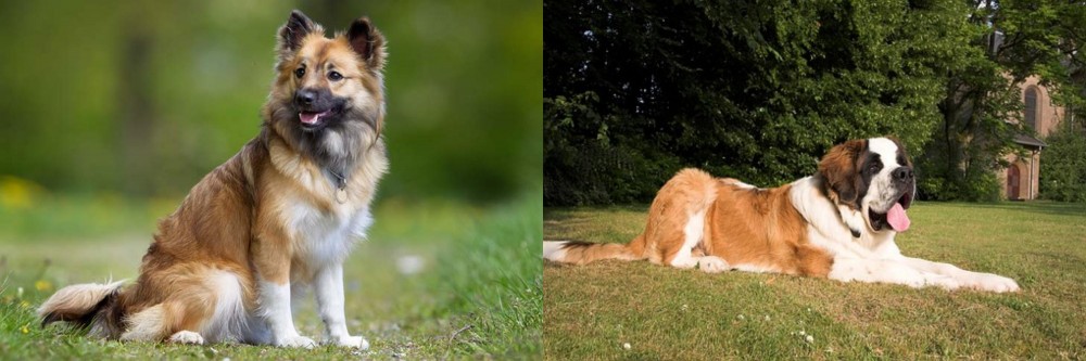 St. Bernard vs Icelandic Sheepdog - Breed Comparison