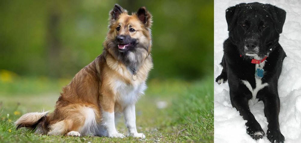 St. John's Water Dog vs Icelandic Sheepdog - Breed Comparison