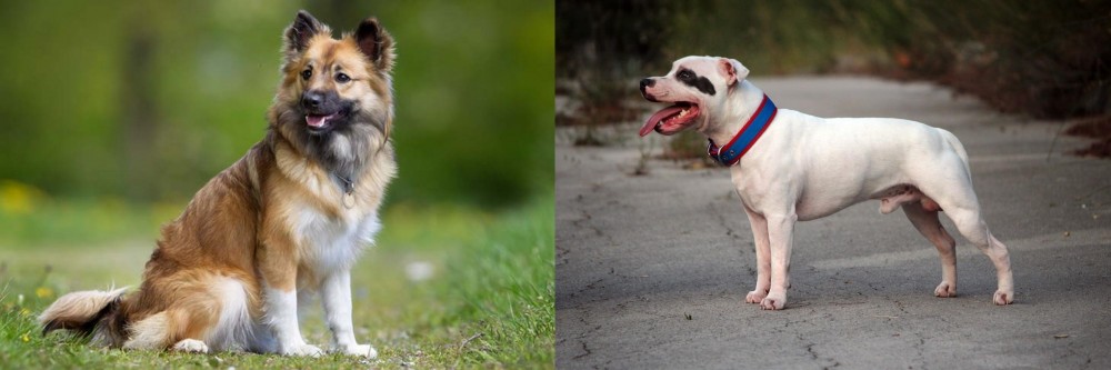 Staffordshire Bull Terrier vs Icelandic Sheepdog - Breed Comparison