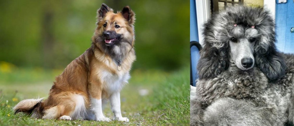 Standard Poodle vs Icelandic Sheepdog - Breed Comparison