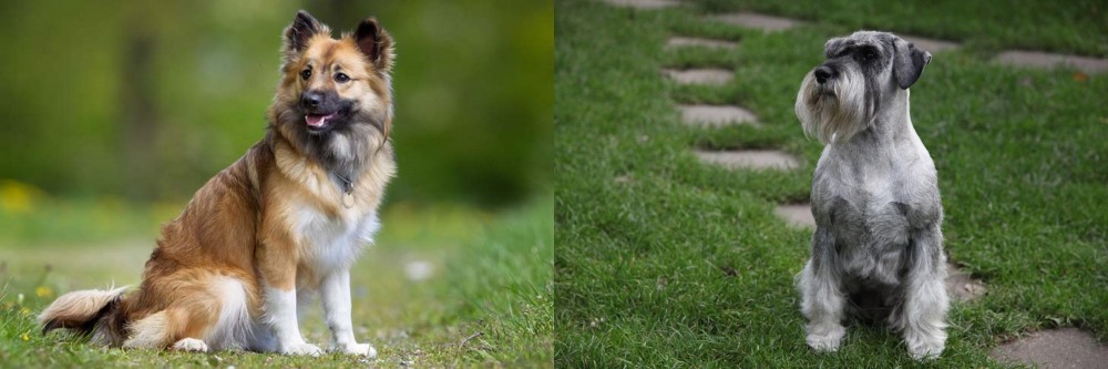 Standard Schnauzer vs Icelandic Sheepdog - Breed Comparison
