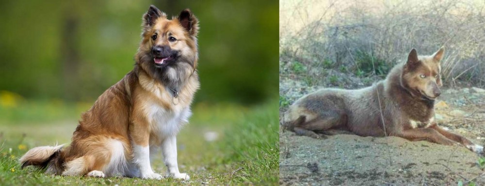 Tahltan Bear Dog vs Icelandic Sheepdog - Breed Comparison