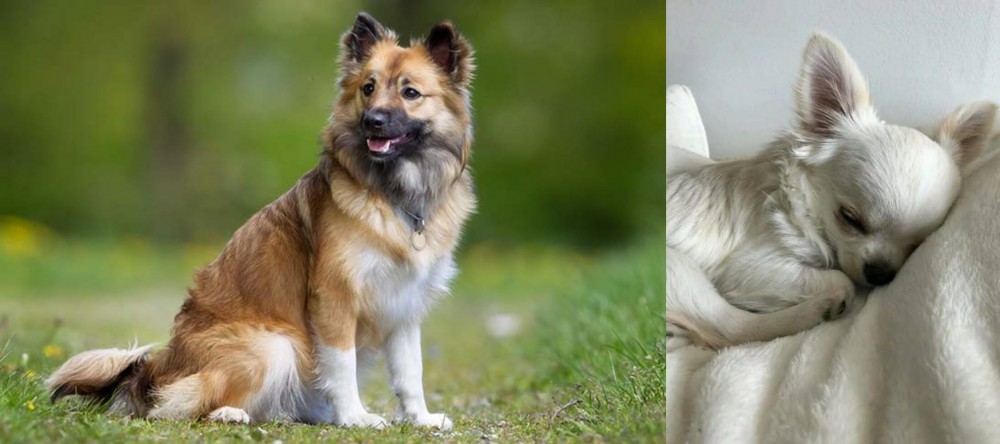 Tea Cup Chihuahua vs Icelandic Sheepdog - Breed Comparison