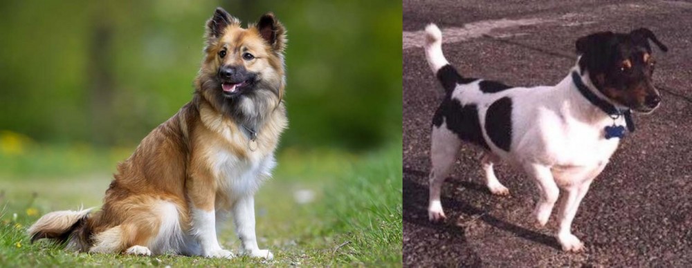 Teddy Roosevelt Terrier vs Icelandic Sheepdog - Breed Comparison