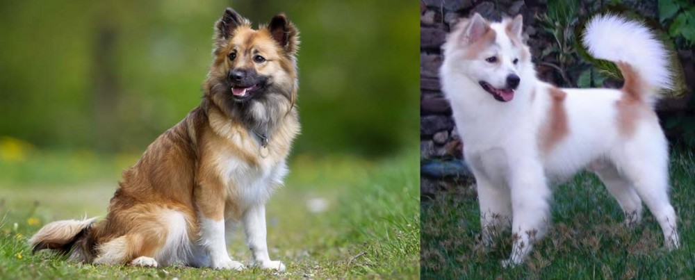 Thai Bangkaew vs Icelandic Sheepdog - Breed Comparison