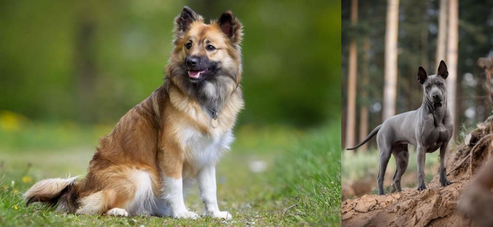 Thai Ridgeback vs Icelandic Sheepdog - Breed Comparison