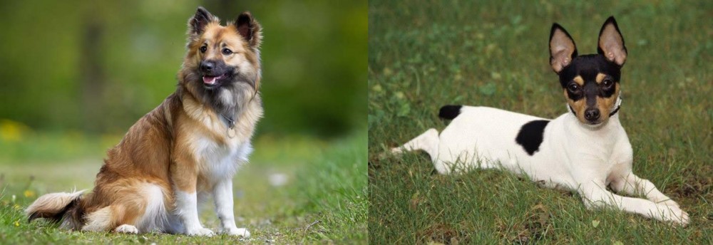 Toy Fox Terrier vs Icelandic Sheepdog - Breed Comparison