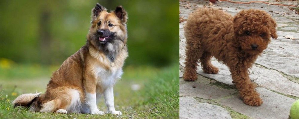 Toy Poodle vs Icelandic Sheepdog - Breed Comparison