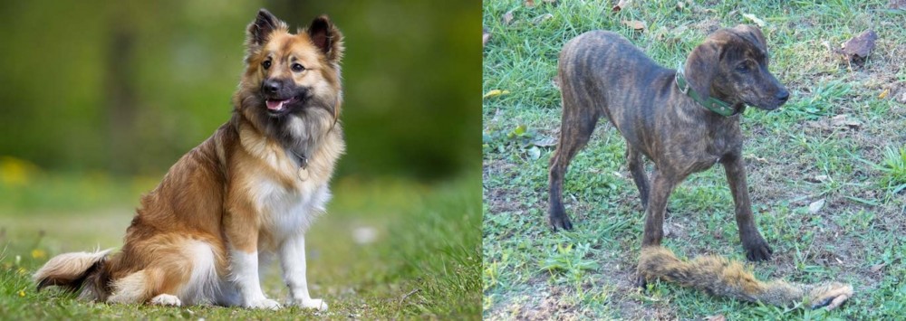 Treeing Cur vs Icelandic Sheepdog - Breed Comparison