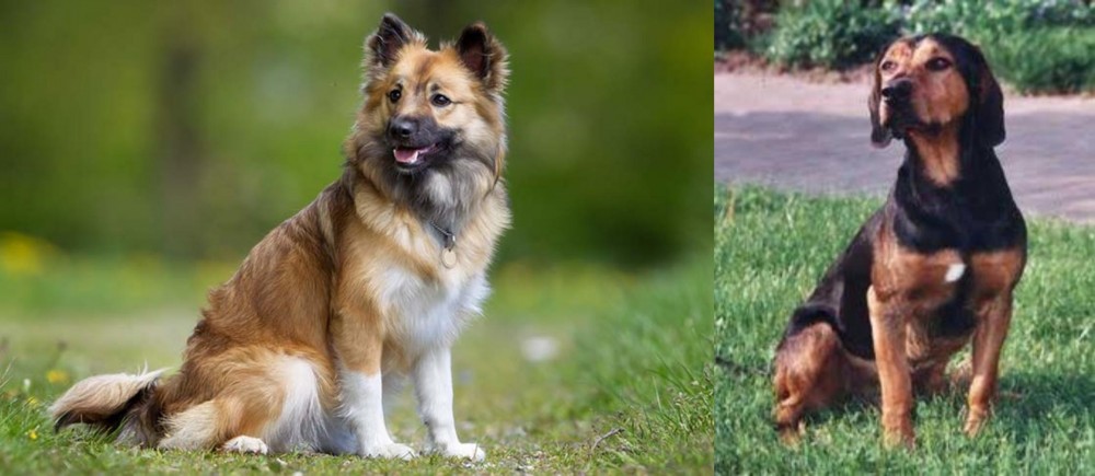 Tyrolean Hound vs Icelandic Sheepdog - Breed Comparison