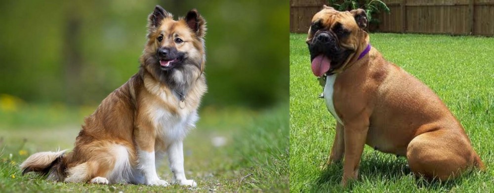 Valley Bulldog vs Icelandic Sheepdog - Breed Comparison