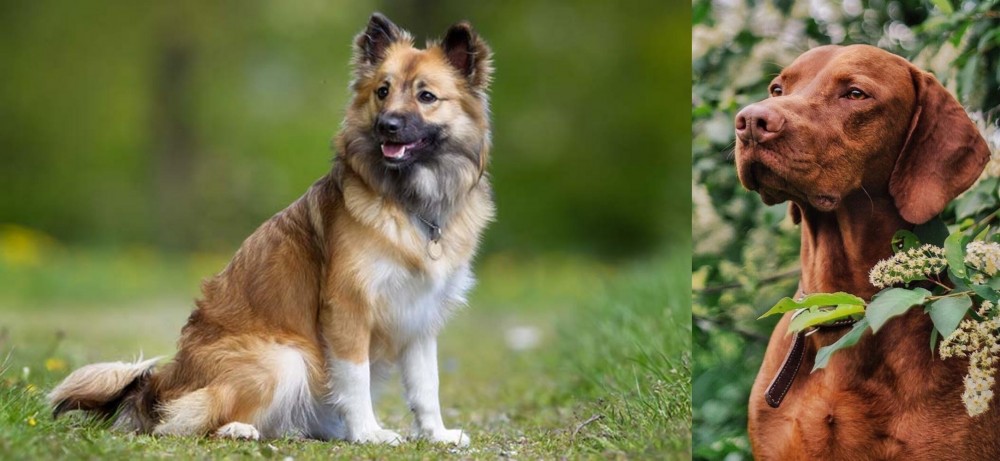 Vizsla vs Icelandic Sheepdog - Breed Comparison