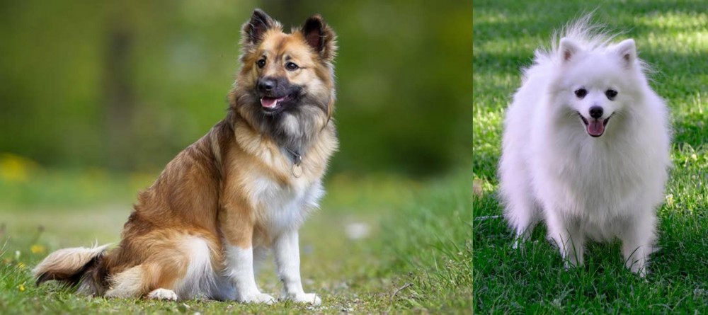 Volpino Italiano vs Icelandic Sheepdog - Breed Comparison