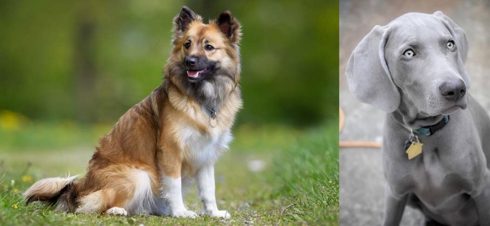 Weimaraner vs Icelandic Sheepdog - Breed Comparison
