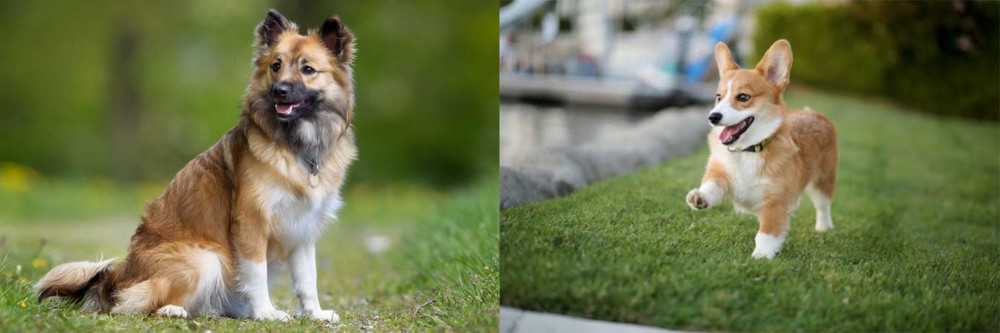 Welsh Corgi vs Icelandic Sheepdog - Breed Comparison