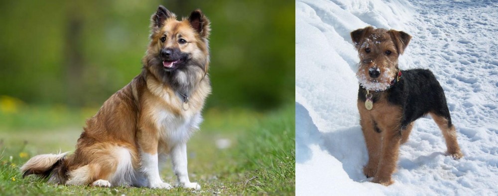 Welsh Terrier vs Icelandic Sheepdog - Breed Comparison
