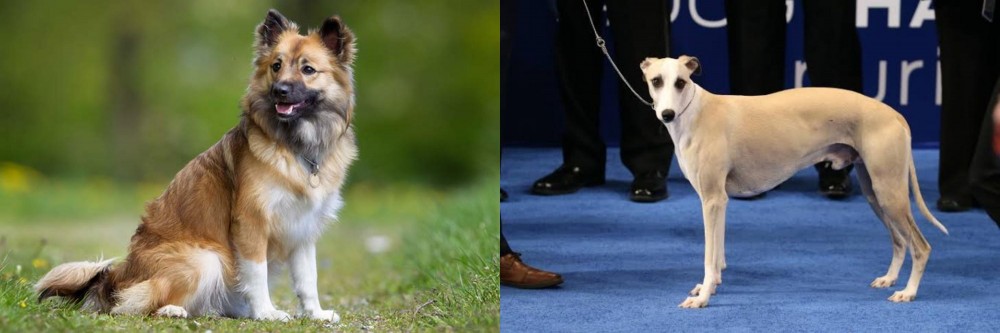 Whippet vs Icelandic Sheepdog - Breed Comparison