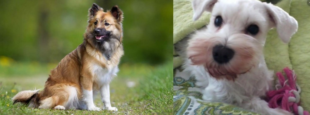 White Schnauzer vs Icelandic Sheepdog - Breed Comparison