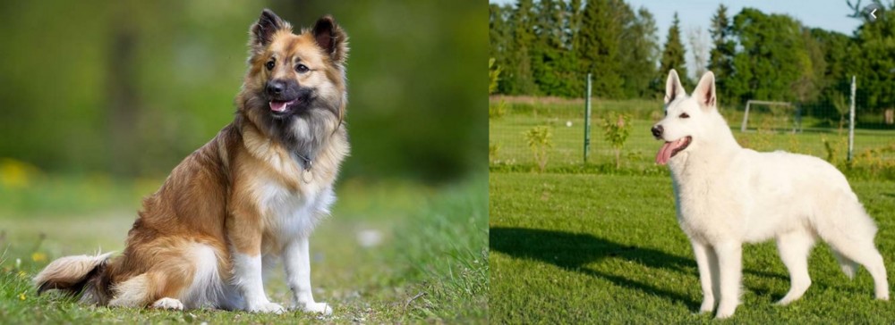 White Shepherd vs Icelandic Sheepdog - Breed Comparison