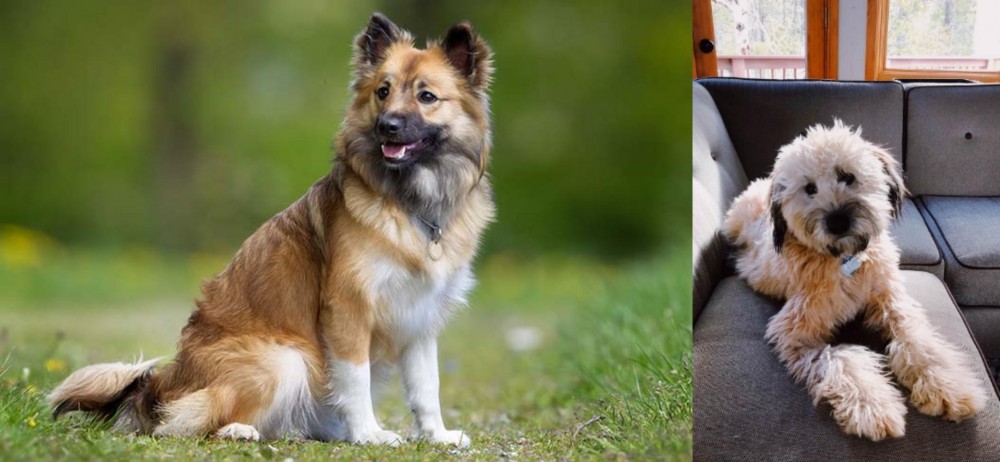 Whoodles vs Icelandic Sheepdog - Breed Comparison
