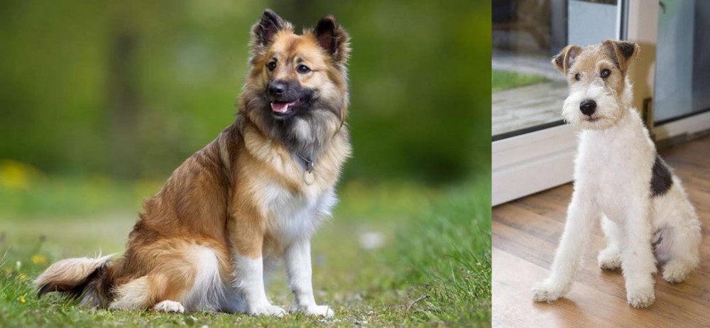 Wire Fox Terrier vs Icelandic Sheepdog - Breed Comparison