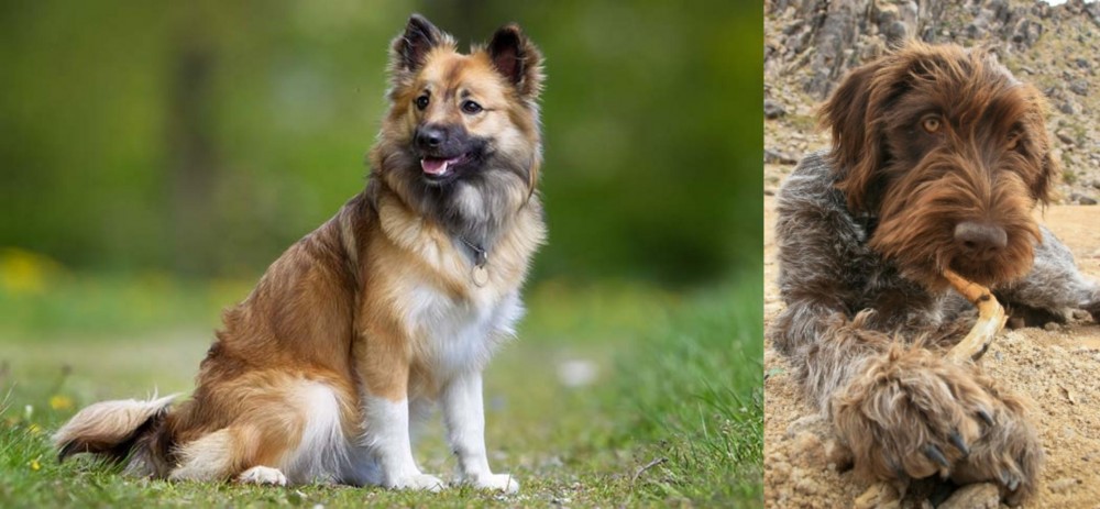 Wirehaired Pointing Griffon vs Icelandic Sheepdog - Breed Comparison