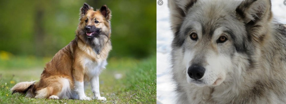Wolfdog vs Icelandic Sheepdog - Breed Comparison