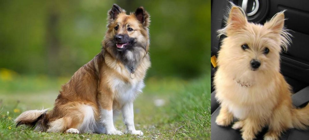 Yoranian vs Icelandic Sheepdog - Breed Comparison