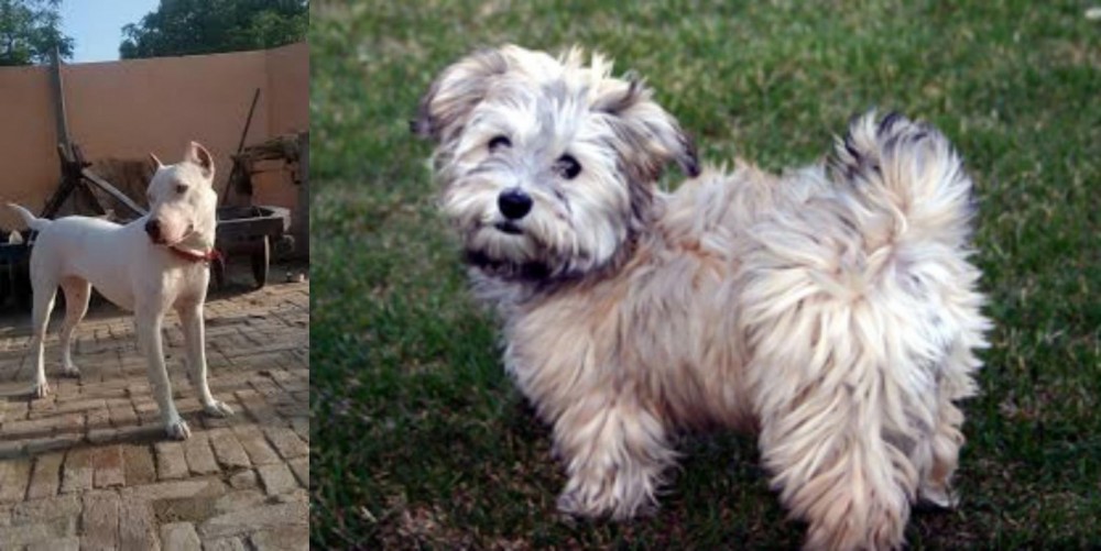 Havapoo vs Indian Bull Terrier - Breed Comparison