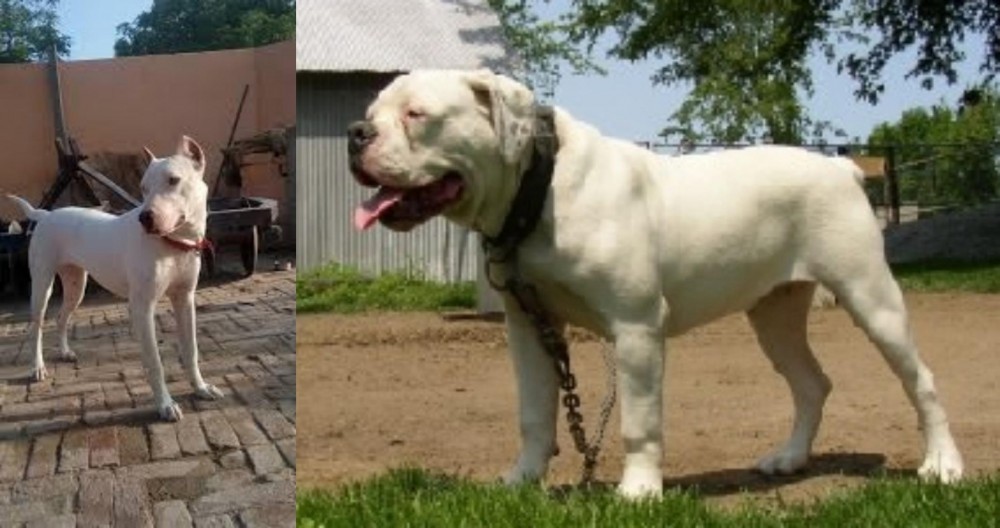 Hermes Bulldogge vs Indian Bull Terrier - Breed Comparison