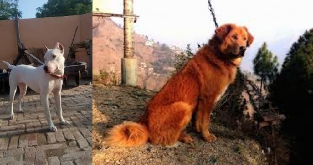 Himalayan Sheepdog vs Indian Bull Terrier - Breed Comparison