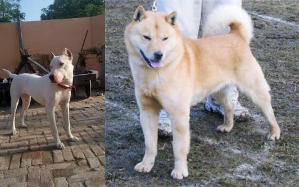 Hokkaido vs Indian Bull Terrier - Breed Comparison