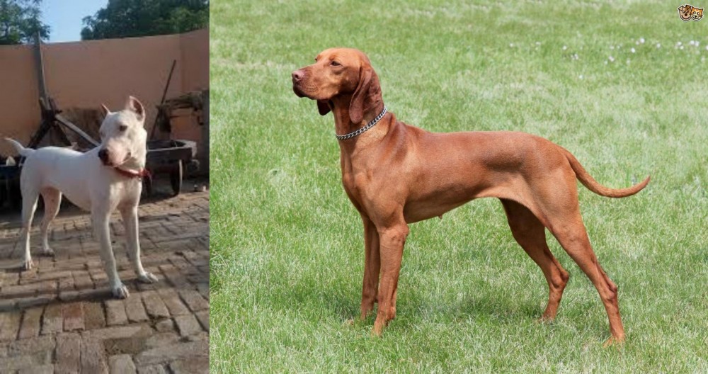 Hungarian Vizsla vs Indian Bull Terrier - Breed Comparison