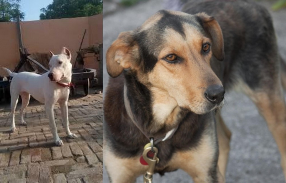 Huntaway vs Indian Bull Terrier - Breed Comparison
