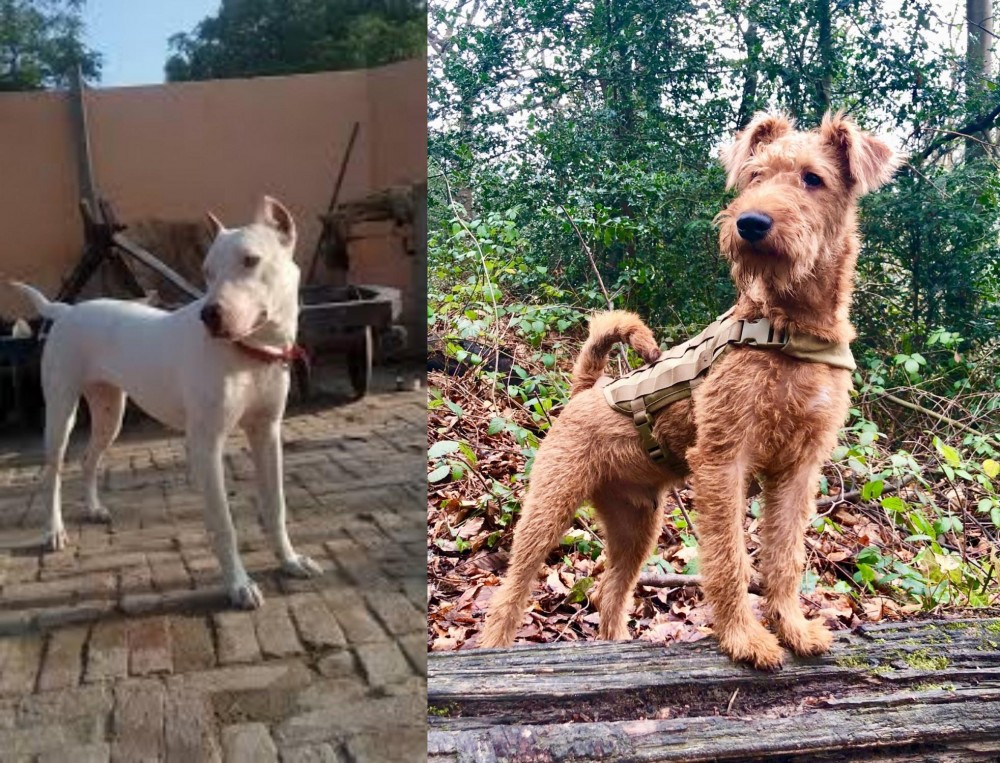 Irish Terrier vs Indian Bull Terrier - Breed Comparison