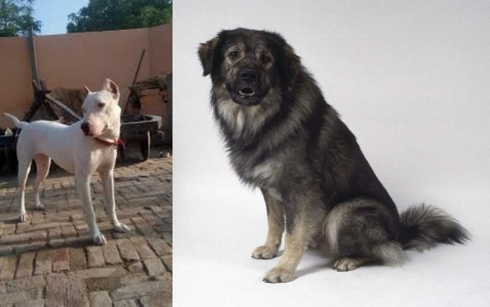 Istrian Sheepdog vs Indian Bull Terrier - Breed Comparison