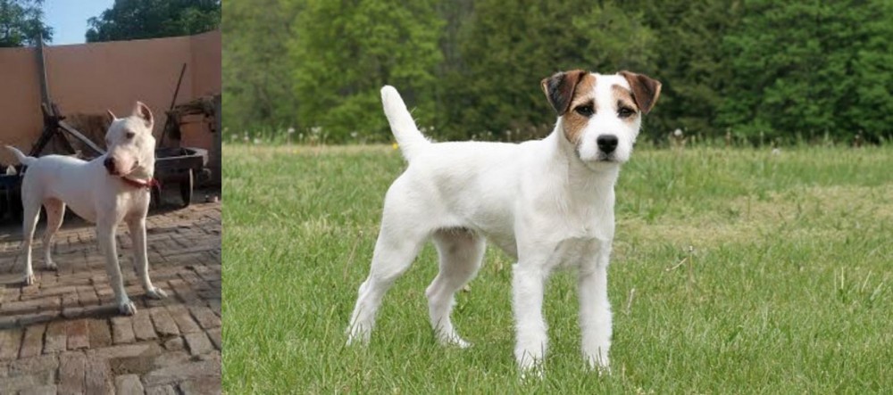 Jack Russell Terrier vs Indian Bull Terrier - Breed Comparison