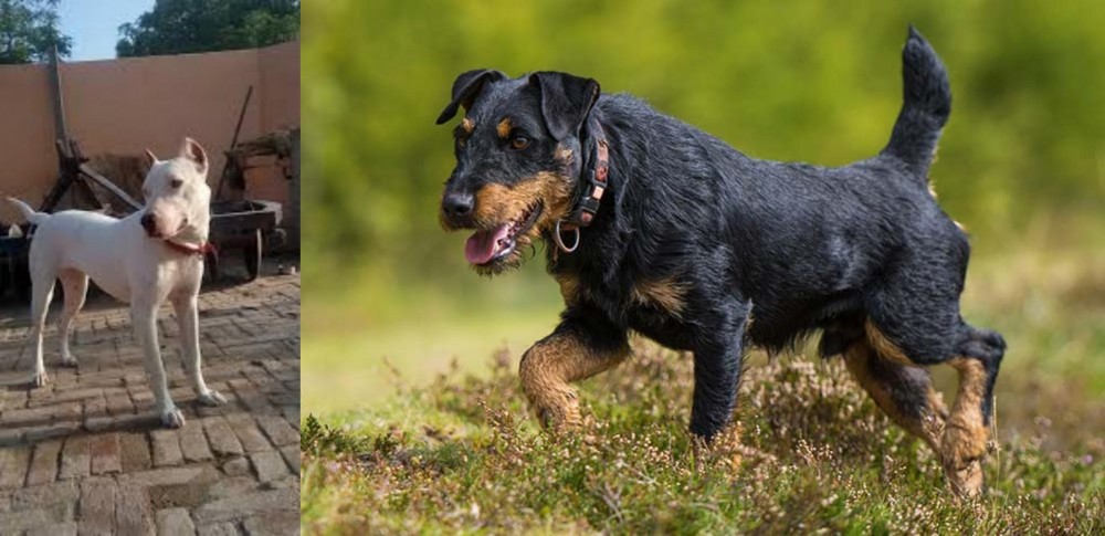Jagdterrier vs Indian Bull Terrier - Breed Comparison