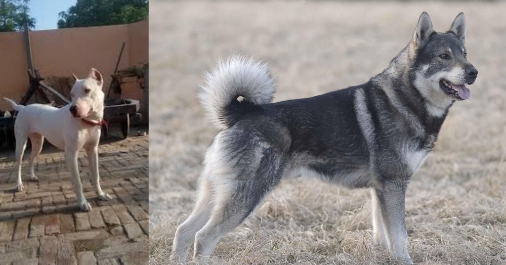 Jamthund vs Indian Bull Terrier - Breed Comparison