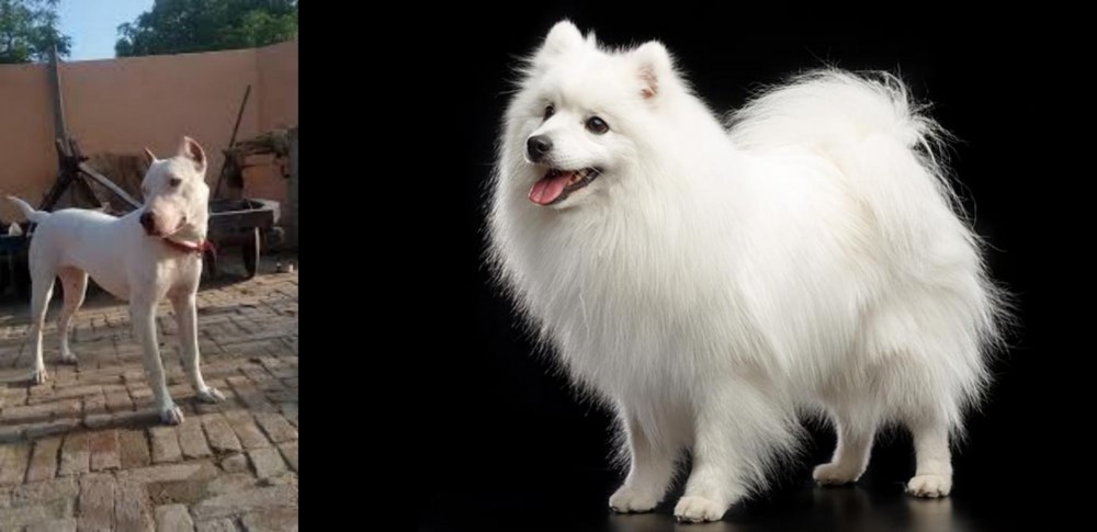 Japanese Spitz vs Indian Bull Terrier - Breed Comparison