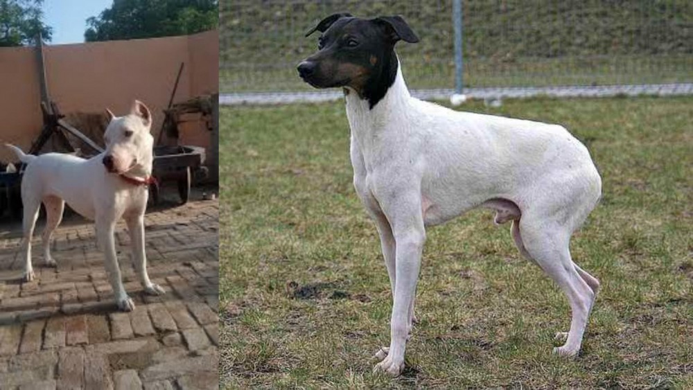 Japanese Terrier vs Indian Bull Terrier - Breed Comparison