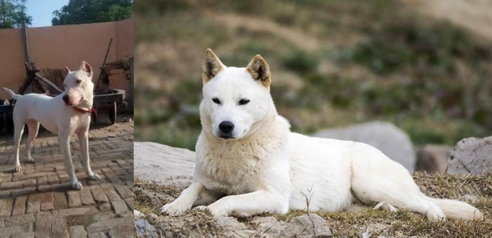Jindo vs Indian Bull Terrier - Breed Comparison