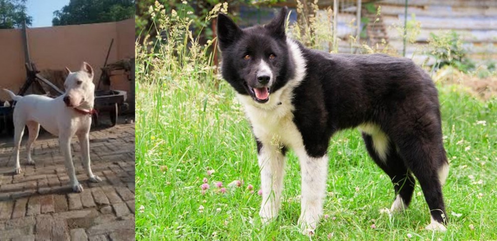 Karelian Bear Dog vs Indian Bull Terrier - Breed Comparison
