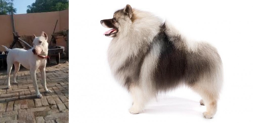 Keeshond vs Indian Bull Terrier - Breed Comparison