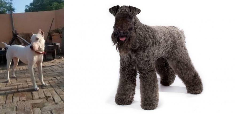 Kerry Blue Terrier vs Indian Bull Terrier - Breed Comparison