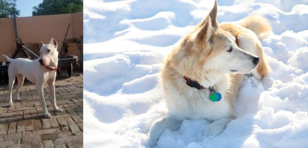 Labrador Husky vs Indian Bull Terrier - Breed Comparison