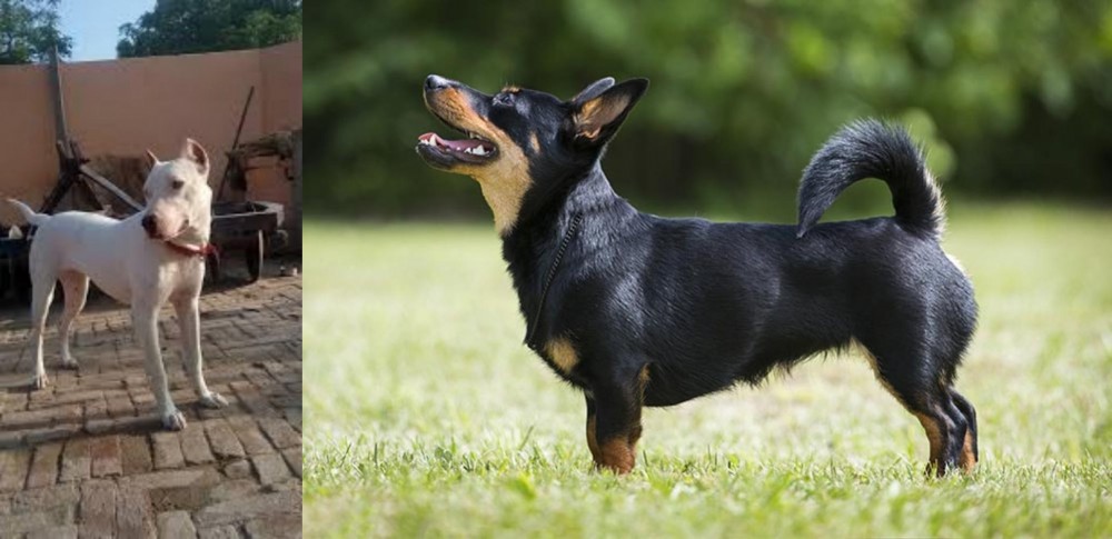 Lancashire Heeler vs Indian Bull Terrier - Breed Comparison