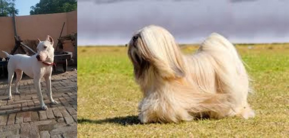 Lhasa Apso vs Indian Bull Terrier - Breed Comparison